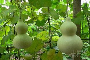 吃瓜百度百科,揭秘网络热点的幕后真相